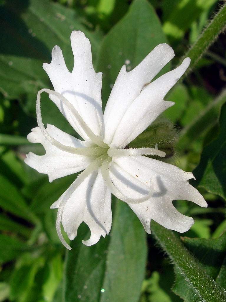 Silene latifolia subsp. alba